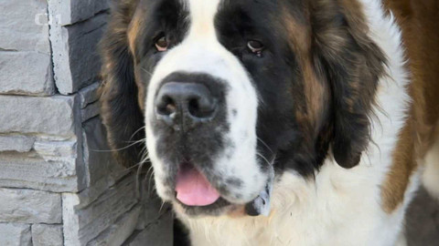 Kočka není pes - Znesváření Lucínek s Matýskem a nezvladatelní Alvaro s Carem