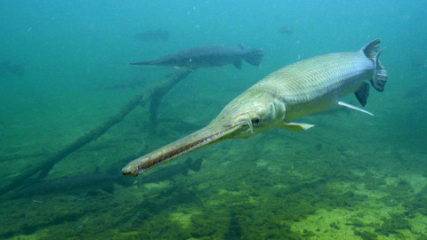 Obdivuhodný svět přírody - Kostlíni, Spojené státy