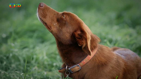 Všetečkovi - Více o slově spojovat