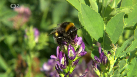 Nedej se! - Dáme včelám šanci?