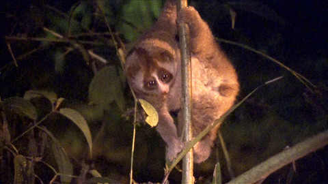 Obdivuhodný svět přírody - Outloň váhavý