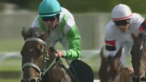 Jezdectví - Saint Leger