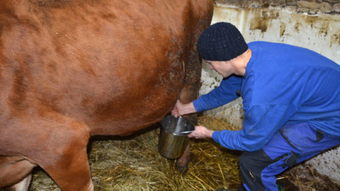 Malá farma - První dojení