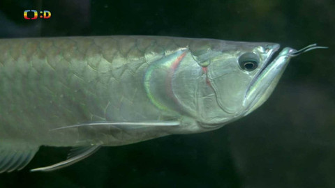 Terčin zvířecí svět - 11. listopadu 2022