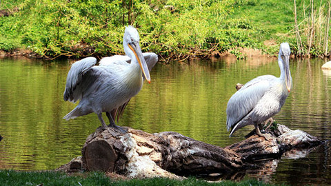 Můj mazlíček - 8/26 Max a jeho pelikán
