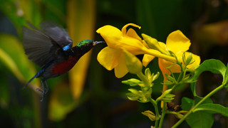 Strategie rozmnožování v přírodě