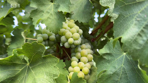 Týden v regionech (Brno) - 28. září 2024