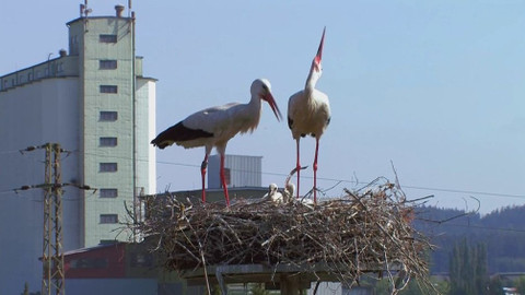 Chcete mě? - 5. dubna 2020