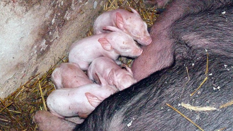 Malá farma - Jiskra rodí selátka