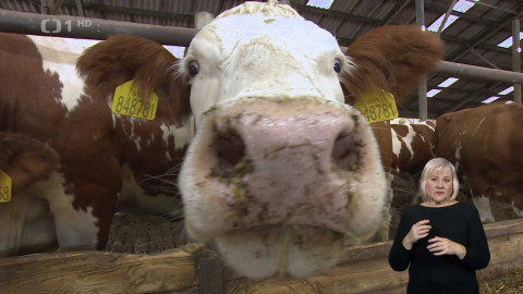 Události v regionech (Praha) - 17. října 2024