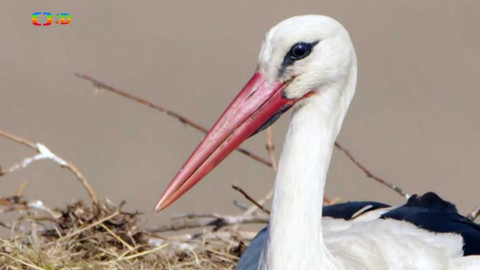 Frnk z hnízda - Epizoda 8/13