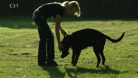 Černé ovce - 14. listopadu 2012