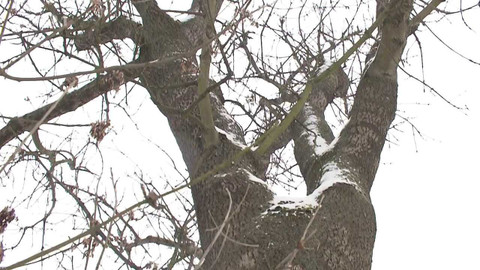 Černé ovce - 2. března 2023