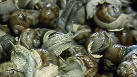 Archiv dne - 12. květen 1987: Hlemýždi z Příšovic