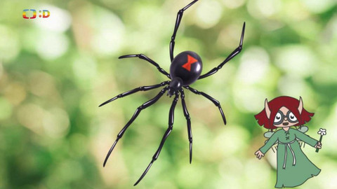 Ty Brďo! - Pavouci