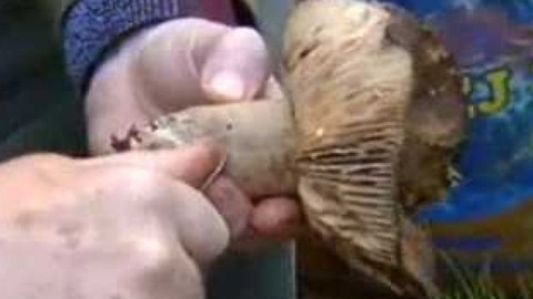 Přidej se - Houby III.