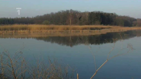 Živé srdce Evropy - Rožďalovické rybníky