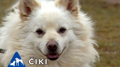 Chcete mě? - Chcete je?