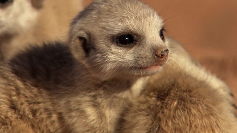 Safari z Knihy džunglí - Epizoda 17/26