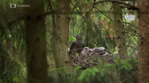 Minuty z přírody - Jestřáb lesní