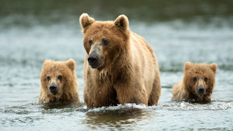 Svět zvířat - 19/20 Medvědi