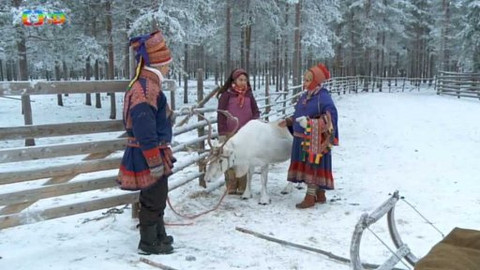 Světoběžky - Laponští sobi