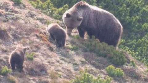 Přidej se - Medvědi na Slovensku I.