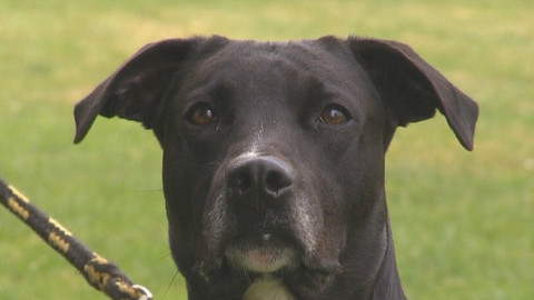 Chcete mě? - Chcete je?