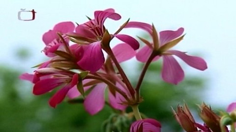 Zahrada je hra - 5. června 2008