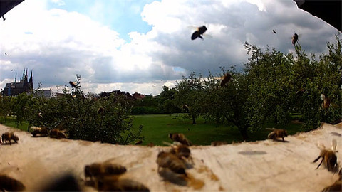 Folklorika - Medová dřina