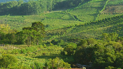 Putování za vínem - 1/16 Brazílie