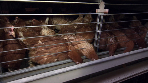 Nedej se! - Soumrak doby klecové?