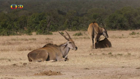 S Jakubem v Africe - 6/13 Antilopy