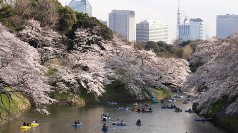 Obdivuhodný svět přírody - Příroda v Tokiu – jaro