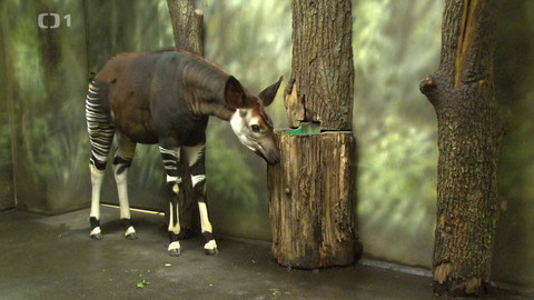 Máme rádi zvířata - 29. dubna 2024