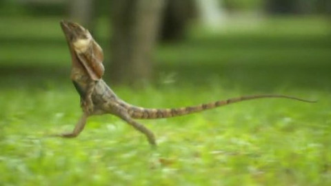 Hvězdy zvířecí říše - 16/32 Nejelegantnější z plazů