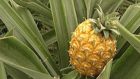 Objektiv - 5. září 2004