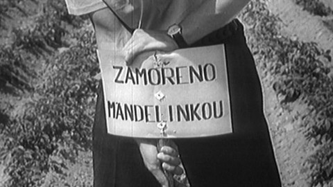 Co by kdyby - 7/13 Mandelinka zvítězila