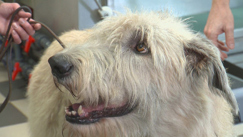 Chcete mě? - 22. ledna 2017