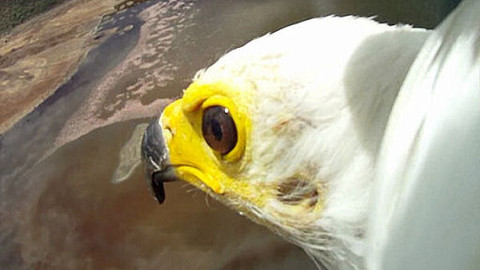 Na ptačích křídlech kolem světa - 2/6 Afrika