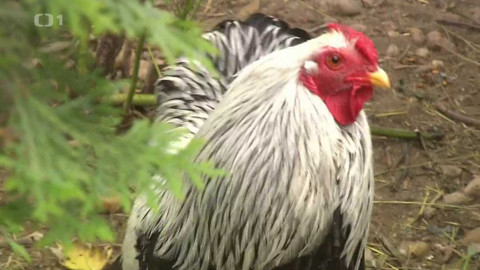 Hobby naší doby - 12. září 2020