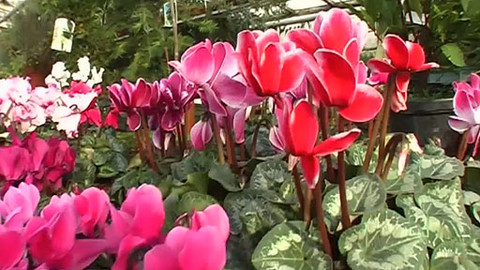 Zahrada pod lupou - 7. prosince 2011