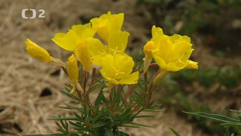 Přidej se - Přírodní zahrady III.