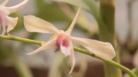 Dětská encyklopedie světa - 21/21 Vanilka