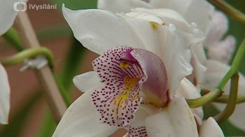 Dobrá rada nad zlato - 2. června 2007