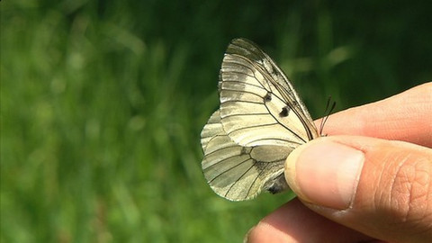 Chcete mě? - 7. června 2015