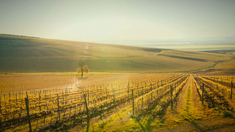 Milovníci vína - 16/16 Cesta končí