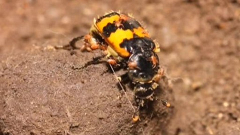 Kapitolky o havěti - 8/10 Hrobařík