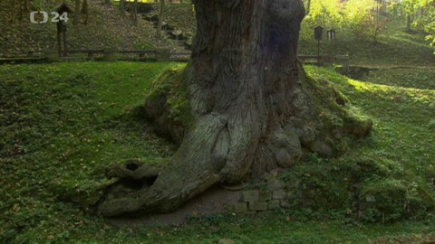 Historie.cs - Les, naše zelené moře