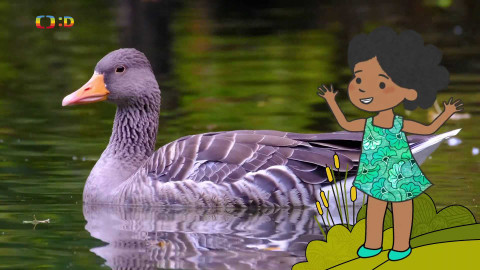 Velká kniha o zvířátkách - Epizoda 21/52